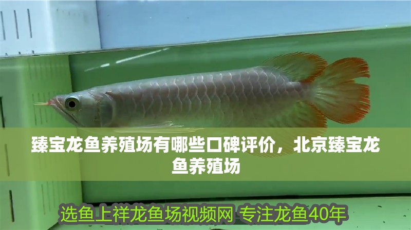 臻寶龍魚養殖場有哪些口碑評價，北京臻寶龍魚養殖場