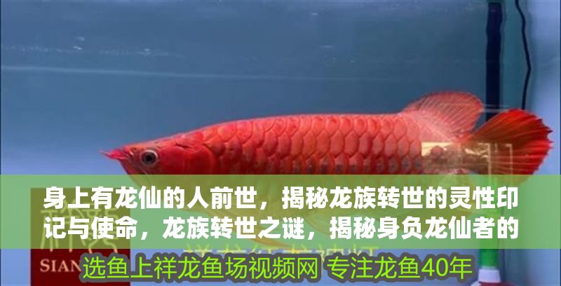 身上有龍仙的人前世，揭秘龍族轉(zhuǎn)世的靈性印記與使命，龍族轉(zhuǎn)世之謎，揭秘身負(fù)龍仙者的前世印記與天命使命 身上有龍仙的人前世，揭秘龍族轉(zhuǎn)世的靈性印記與使命，龍族轉(zhuǎn)世之謎，揭秘身負(fù)龍仙者的前世印記與天命使命 龍魚(yú)百科 第1張