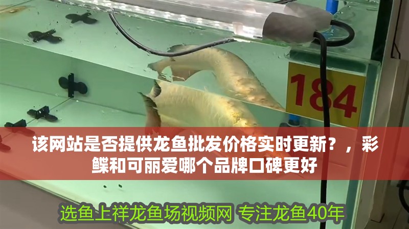 該網站是否提供龍魚批發價格實時更新？，彩鰈和可麗愛哪個品牌口碑更好