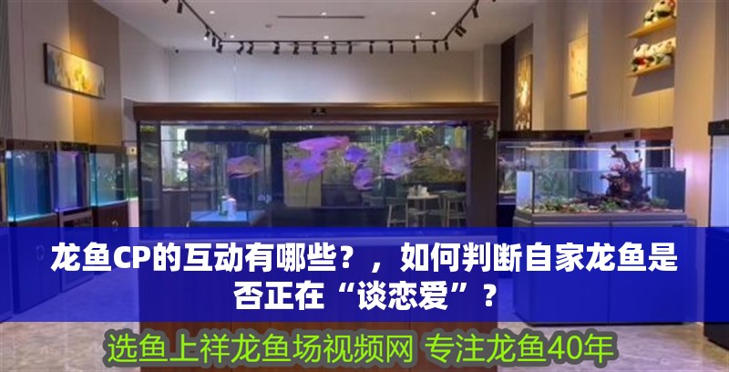 龍魚CP的互動有哪些？，如何判斷自家龍魚是否正在“談戀愛”？