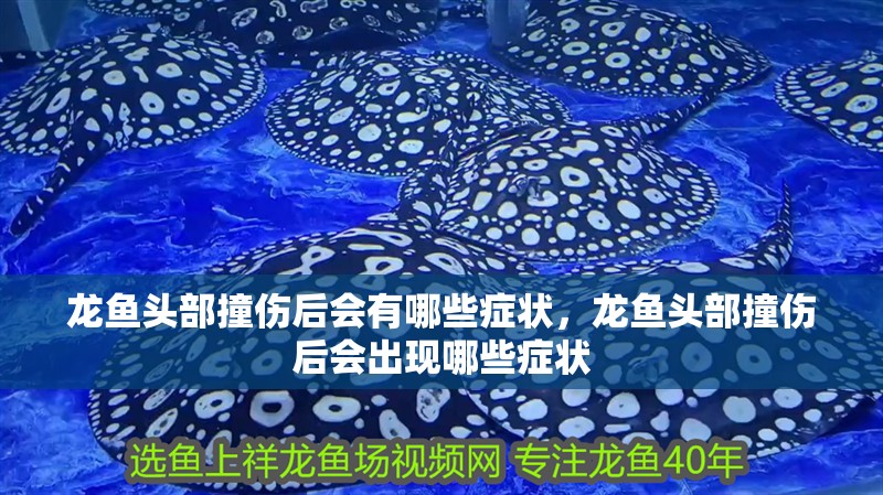 龍魚頭部撞傷后會有哪些癥狀，龍魚頭部撞傷后會出現哪些癥狀