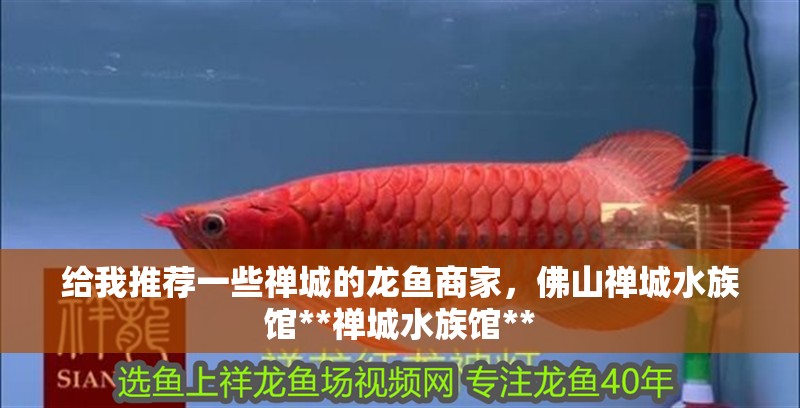 給我推薦一些禪城的龍魚商家，佛山禪城水族館**禪城水族館**