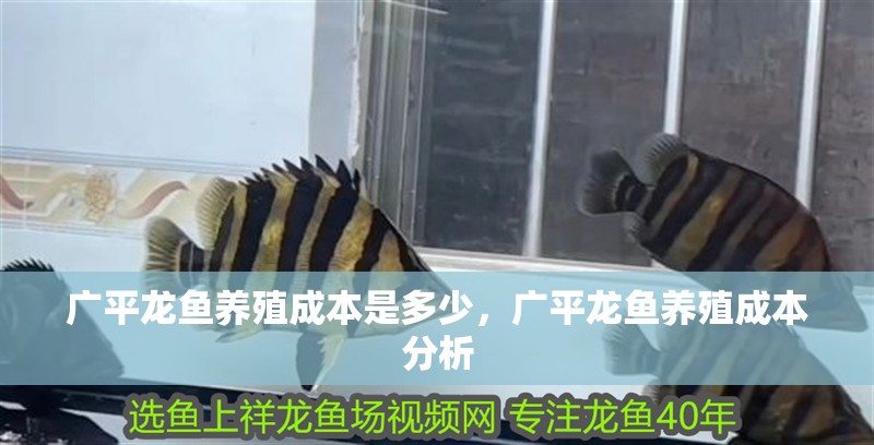 廣平龍魚養殖成本是多少，廣平龍魚養殖成本分析