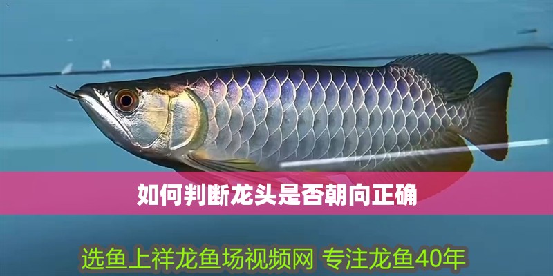 如何判斷龍頭是否朝向正確