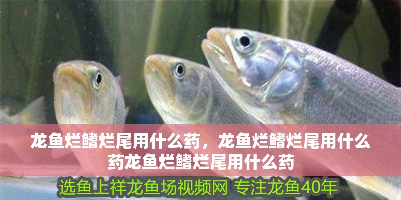 龍魚爛鰭爛尾用什么藥，龍魚爛鰭爛尾用什么藥龍魚爛鰭爛尾用什么藥