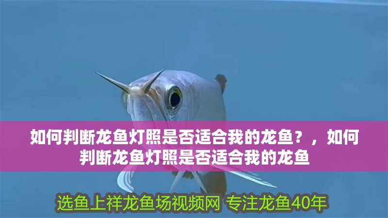 如何判斷龍魚燈照是否適合我的龍魚？，如何判斷龍魚燈照是否適合我的龍魚