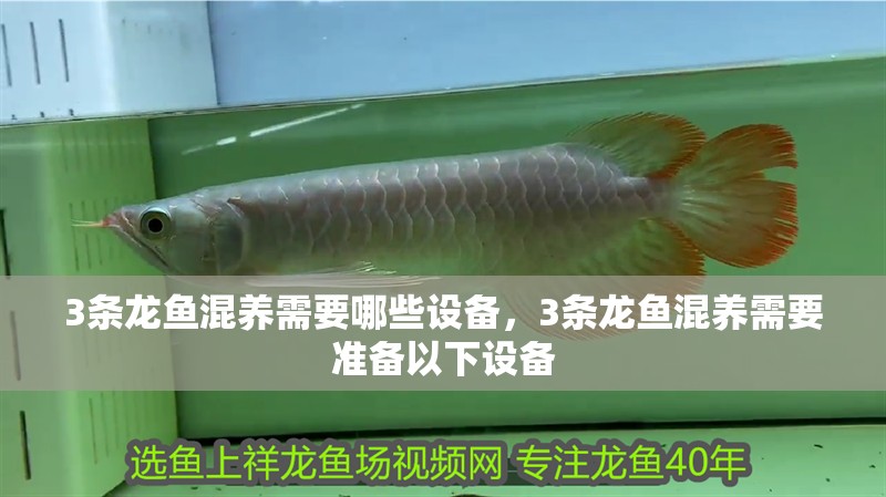 3條龍魚混養需要哪些設備，3條龍魚混養需要準備以下設備