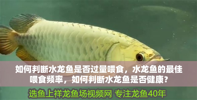 如何判斷水龍魚是否過量喂食，水龍魚的最佳喂食頻率，如何判斷水龍魚是否健康？