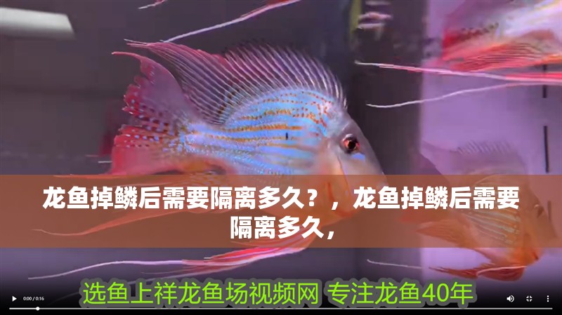 龍魚掉鱗后需要隔離多久？，龍魚掉鱗后需要隔離多久，