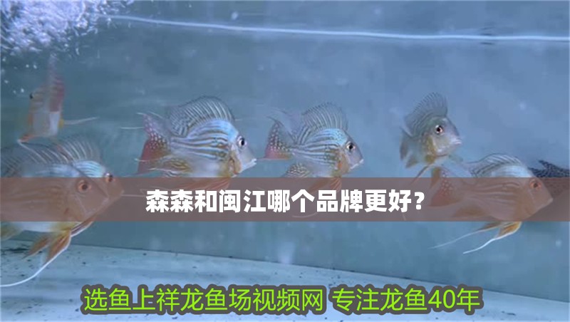 森森和閩江哪個(gè)品牌更好？