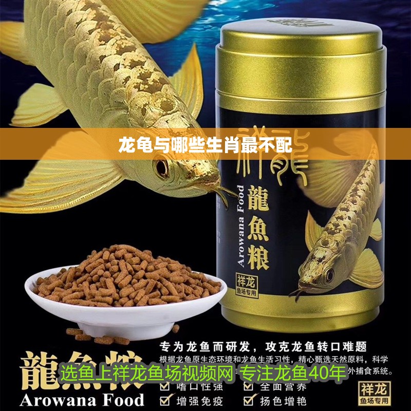 龍龜與哪些生肖最不配