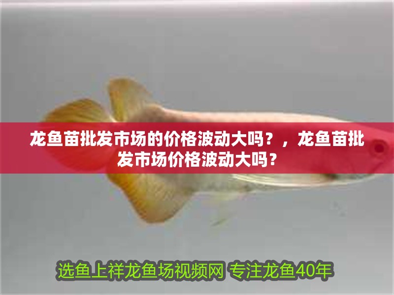 龍魚苗批發市場的價格波動大嗎？，龍魚苗批發市場價格波動大嗎？