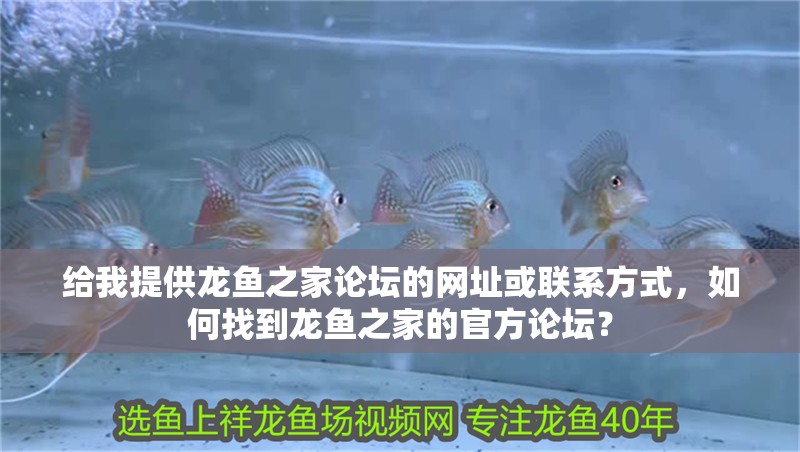 給我提供龍魚之家論壇的網址或聯系方式，如何找到龍魚之家的官方論壇？