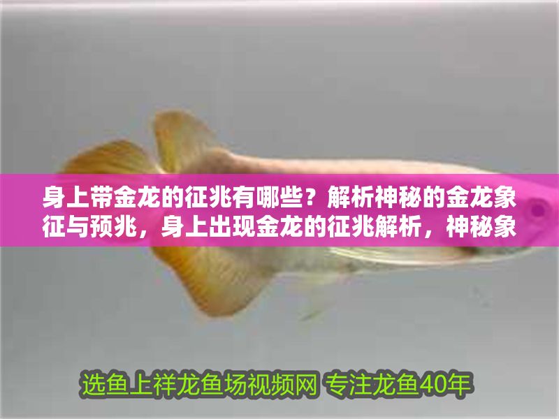身上帶金龍的征兆有哪些？解析神秘的金龍象征與預兆，身上出現(xiàn)金龍的征兆解析，神秘象征與命運預兆全揭秘