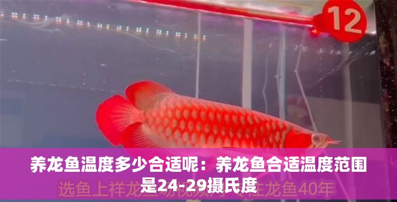 養龍魚溫度多少合適呢：養龍魚合適溫度范圍是24-29攝氏度