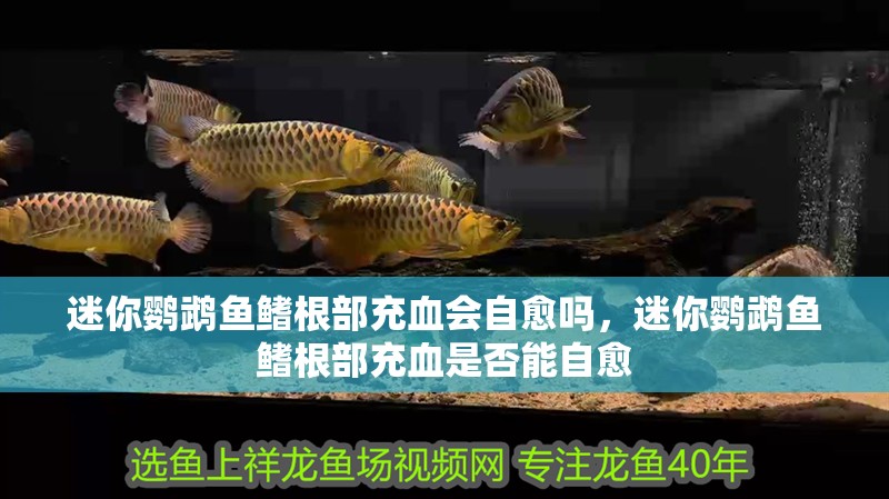 迷你鸚鵡魚鰭根部充血會自愈嗎，迷你鸚鵡魚鰭根部充血是否能自愈