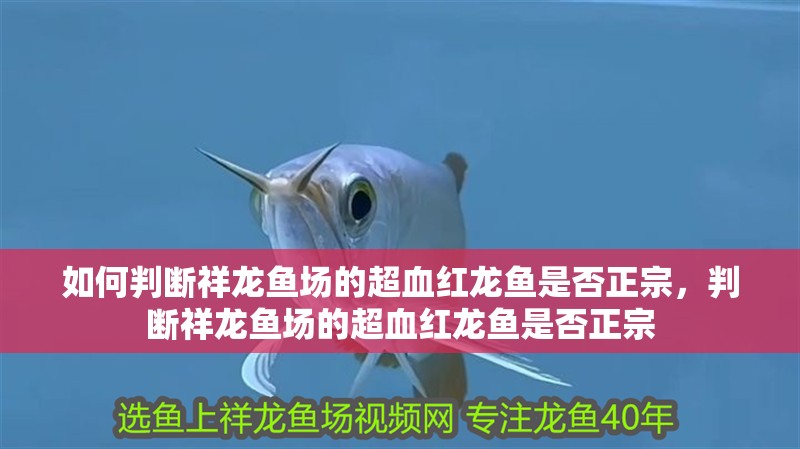 如何判斷祥龍魚場(chǎng)的超血紅龍魚是否正宗，判斷祥龍魚場(chǎng)的超血紅龍魚是否正宗