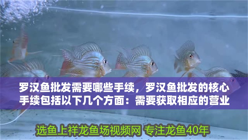 羅漢魚批發(fā)需要哪些手續(xù)，羅漢魚批發(fā)的核心手續(xù)包括以下幾個方面：需要獲取相應(yīng)的營業(yè)執(zhí)照和食品流通許可證