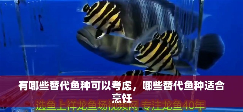 有哪些替代魚種可以考慮，哪些替代魚種適合烹飪