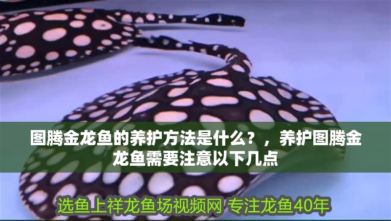 圖騰金龍魚的養(yǎng)護方法是什么？，養(yǎng)護圖騰金龍魚需要注意以下幾點