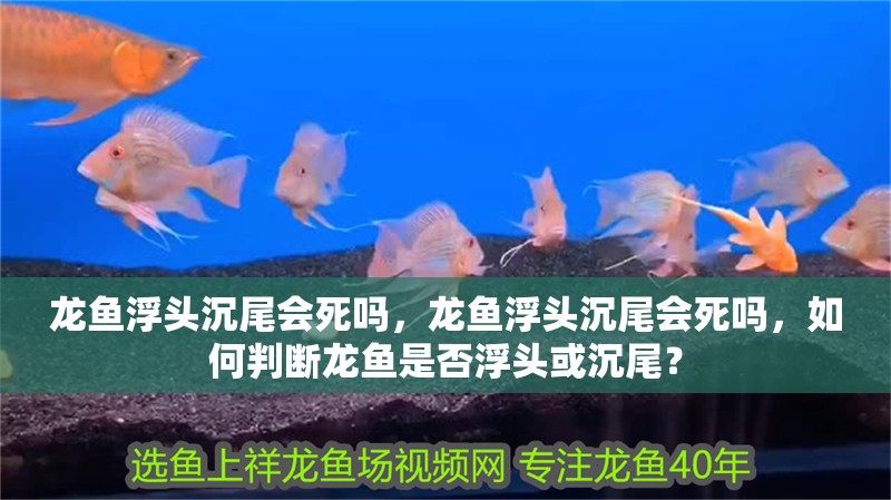龍魚浮頭沉尾會死嗎，龍魚浮頭沉尾會死嗎，如何判斷龍魚是否浮頭或沉尾？