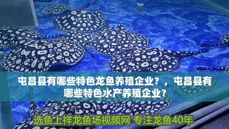 屯昌縣有哪些特色龍魚養(yǎng)殖企業(yè)？，屯昌縣有哪些特色水產(chǎn)養(yǎng)殖企業(yè)？
