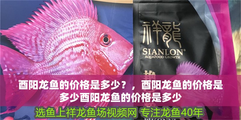 酉陽龍魚的價(jià)格是多少？，酉陽龍魚的價(jià)格是多少酉陽龍魚的價(jià)格是多少