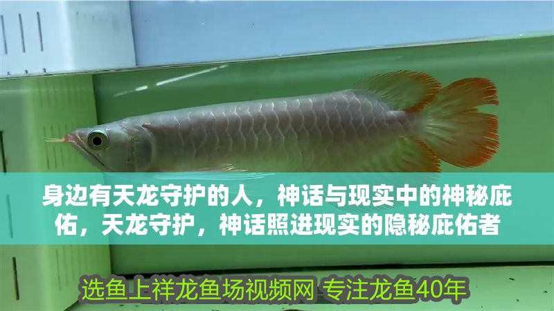 身邊有天龍守護(hù)的人，神話與現(xiàn)實(shí)中的神秘庇佑，天龍守護(hù)，神話照進(jìn)現(xiàn)實(shí)的隱秘庇佑者 身邊有天龍守護(hù)的人，神話與現(xiàn)實(shí)中的神秘庇佑，天龍守護(hù)，神話照進(jìn)現(xiàn)實(shí)的隱秘庇佑者 龍魚(yú)百科 第1張