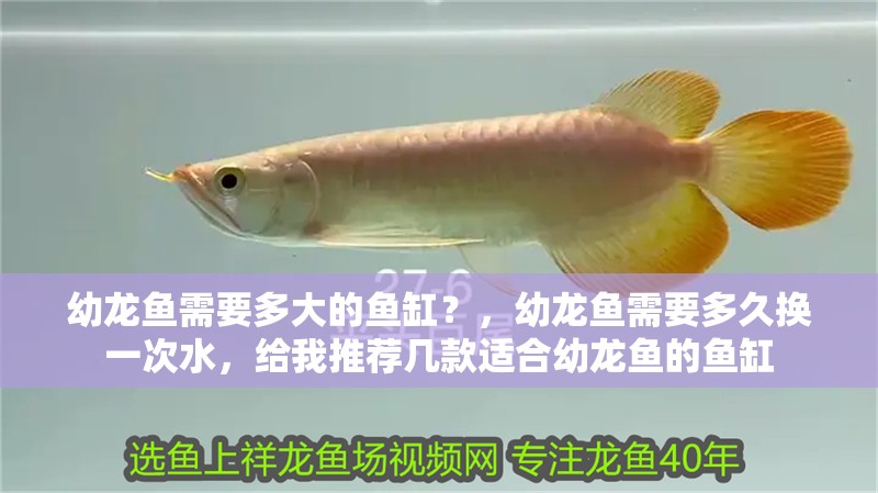 幼龍魚需要多大的魚缸？，幼龍魚需要多久換一次水，給我推薦幾款適合幼龍魚的魚缸