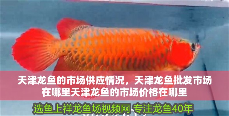 天津龍魚的市場供應(yīng)情況，天津龍魚批發(fā)市場在哪里天津龍魚的市場價(jià)格在哪里