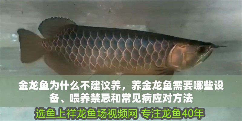 金龍魚為什么不建議養，養金龍魚需要哪些設備、喂養禁忌和常見病應對方法