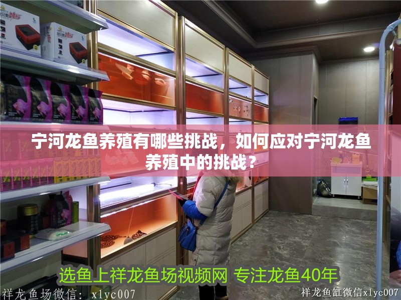 寧河龍魚養殖有哪些挑戰，如何應對寧河龍魚養殖中的挑戰？