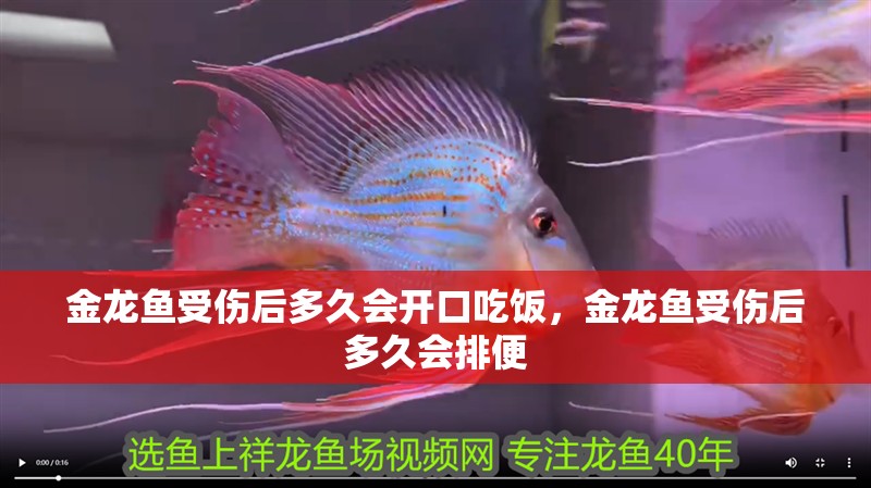 金龍魚受傷后多久會開口吃飯，金龍魚受傷后多久會排便