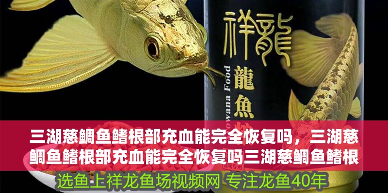 三湖慈鯛魚鰭根部充血能完全恢復嗎,三湖慈鯛魚鰭根部充血能完全恢復嗎三湖慈鯛魚鰭根部充血能完全恢復嗎