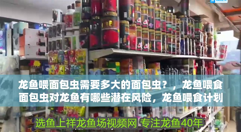 龍魚喂面包蟲需要多大的面包蟲?,龍魚喂食面包蟲對龍魚有哪些潛在風險,龍魚喂食計劃表