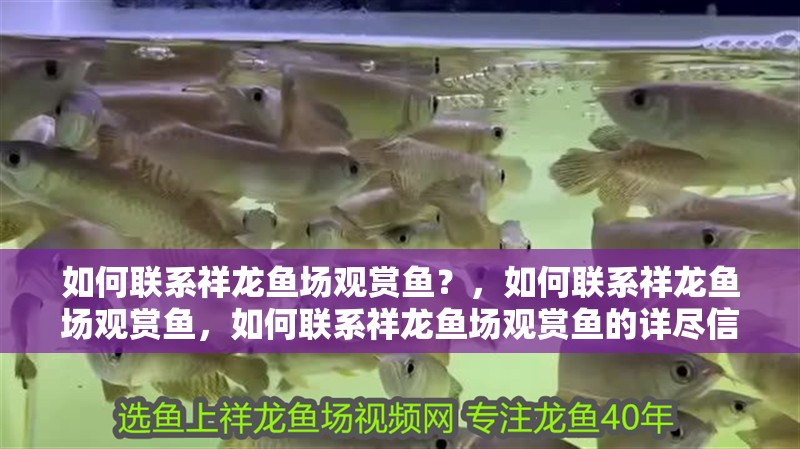 如何聯系祥龍魚場觀賞魚？，如何聯系祥龍魚場觀賞魚，如何聯系祥龍魚場觀賞魚的詳盡信息