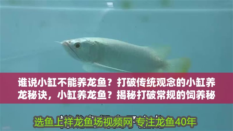 誰說小缸不能養龍魚？打破傳統觀念的小缸養龍秘訣，小缸養龍魚？揭秘打破常規的飼養秘訣