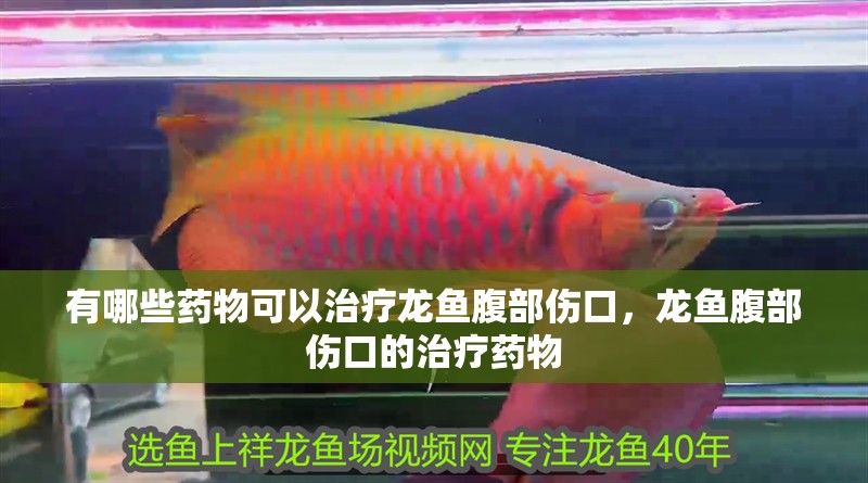 有哪些藥物可以治療龍魚腹部傷口，龍魚腹部傷口的治療藥物
