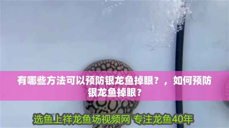 有哪些方法可以預防銀龍魚掉眼？，如何預防銀龍魚掉眼？
