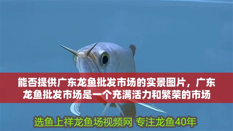能否提供廣東龍魚批發市場的實景圖片，廣東龍魚批發市場是一個充滿活力和繁榮的市場