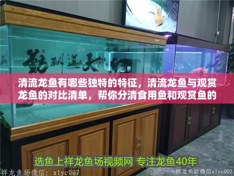 清流龍魚(yú)有哪些獨(dú)特的特征，清流龍魚(yú)與觀賞龍魚(yú)的對(duì)比清單，幫你分清食用魚(yú)和觀賞魚(yú)的區(qū)別