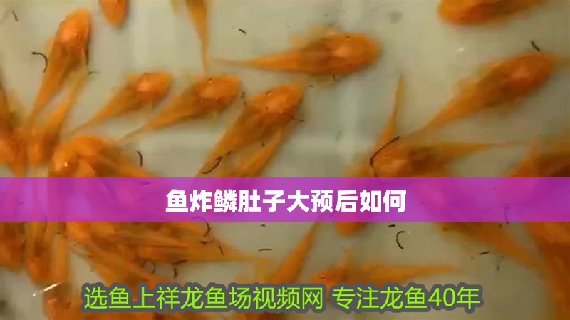 魚炸鱗肚子大預后如何