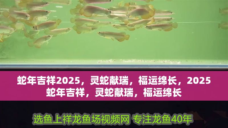 蛇年吉祥2025,靈蛇獻(xiàn)瑞,福運(yùn)綿長,2025蛇年吉祥,靈蛇獻(xiàn)瑞,福運(yùn)綿長 龍魚百科 第1張 蛇年吉祥2025,靈蛇獻(xiàn)瑞,福運(yùn)綿長,2025蛇年吉祥,靈蛇獻(xiàn)瑞,福運(yùn)綿長 蛇年吉祥2025,靈蛇獻(xiàn)瑞,福運(yùn)綿長,2025蛇年吉祥,靈蛇獻(xiàn)瑞,福運(yùn)綿長 龍魚百科 第1張