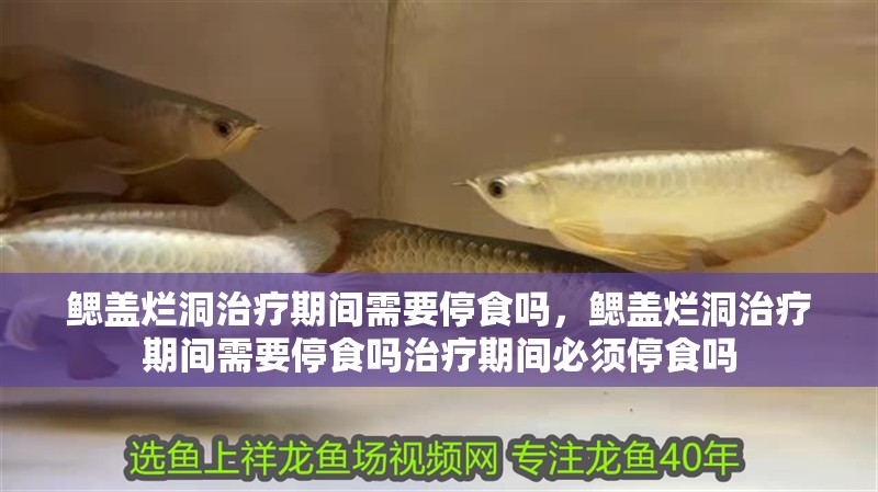 鰓蓋爛洞治療期間需要停食嗎，鰓蓋爛洞治療期間需要停食嗎治療期間必須停食嗎