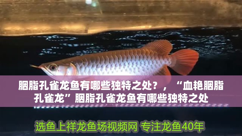 胭脂孔雀龍魚(yú)有哪些獨(dú)特之處？，“血艷胭脂孔雀龍”胭脂孔雀龍魚(yú)有哪些獨(dú)特之處