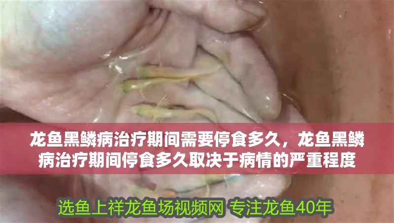 龍魚黑鱗病治療期間需要停食多久，龍魚黑鱗病治療期間停食多久取決于病情的嚴(yán)重程度