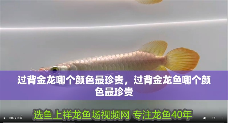 過背金龍哪個(gè)顏色最珍貴，過背金龍魚哪個(gè)顏色最珍貴