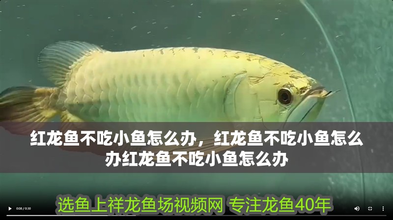 紅龍魚不吃小魚怎么辦，紅龍魚不吃小魚怎么辦紅龍魚不吃小魚怎么辦