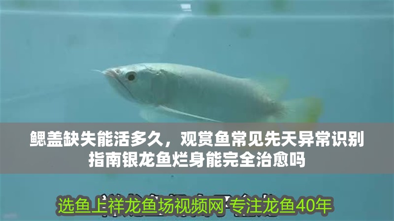 鰓蓋缺失能活多久，觀賞魚常見先天異常識別指南銀龍魚爛身能完全治愈嗎