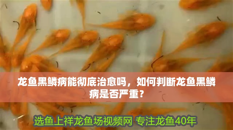 龍魚黑鱗病能徹底治愈嗎，如何判斷龍魚黑鱗病是否嚴(yán)重？